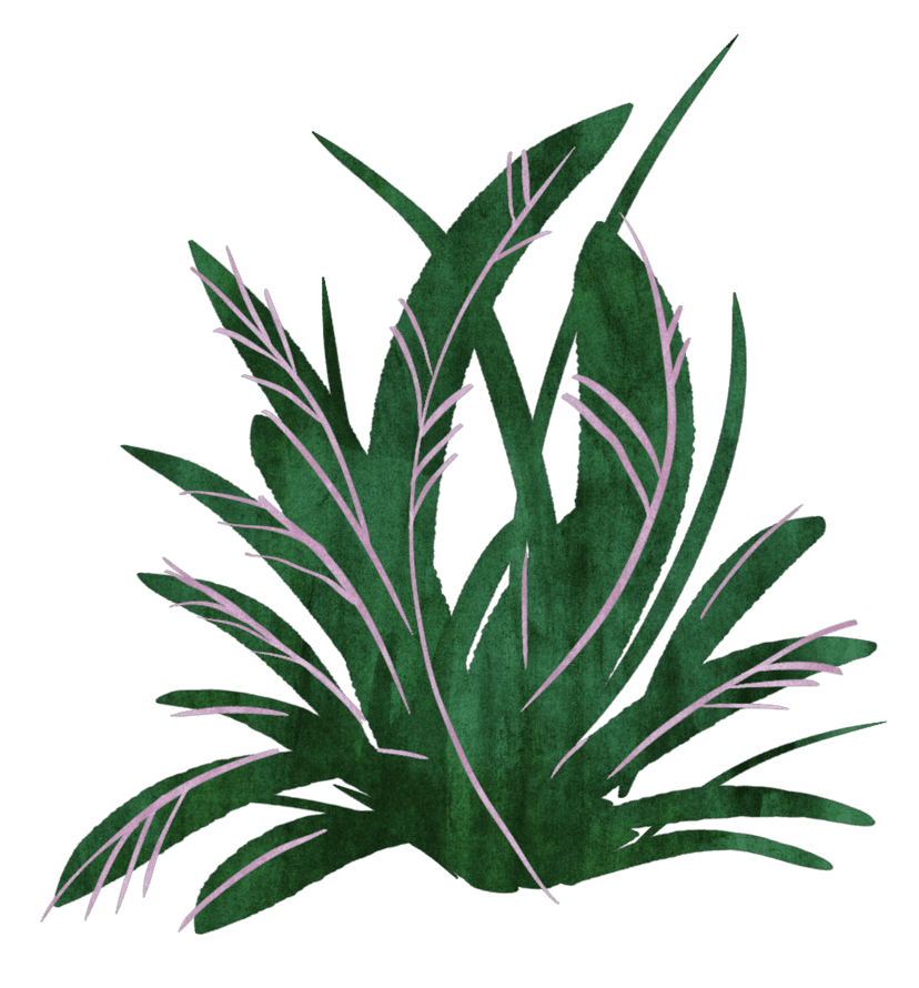 bush