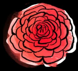 Ranunculus