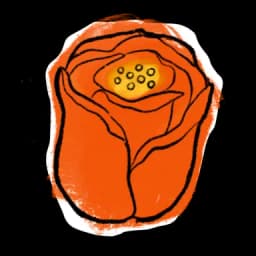 Tulip